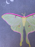 Risograph Print - Luna Moth 8.5x11"