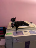 Risograph Print - Riso Kitty 5x7"