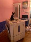 Risograph Print - Riso Kitty 5x7"